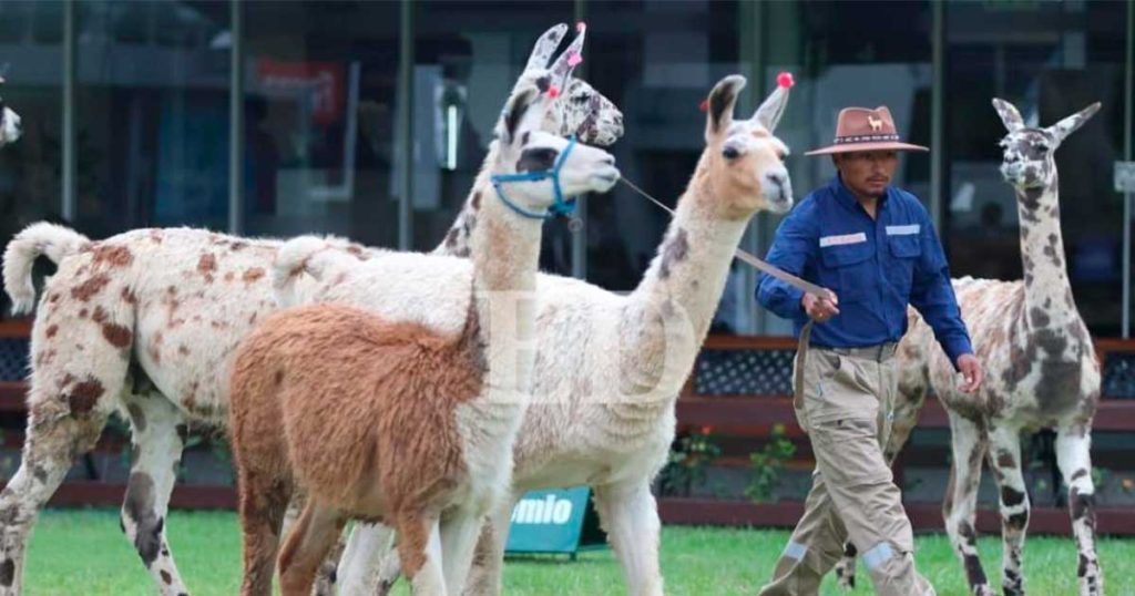 LLAMAS-EN-LA-EXPOCRUZ
