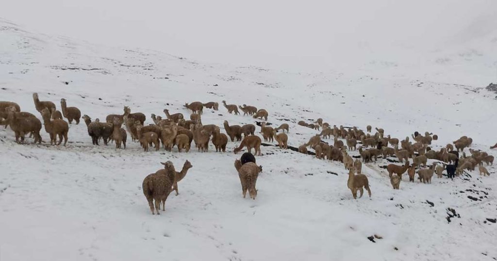 LLAMAS-Y-NEVADA