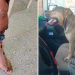 Ataque de canes en Punata: Dos hombres resultan heridos por perros Pitbull